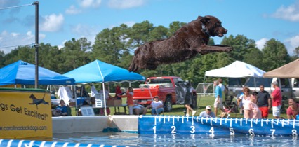 Chocolate Lab Jumping off Dock