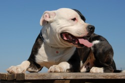 American Staffordshire Terrier