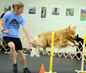 Photo of Dr. Bloink and her Golden Retriever competing in agility.