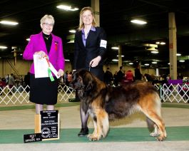 Win photo of Dr. Bloink and one of her Leonbergers from the conformation ring.