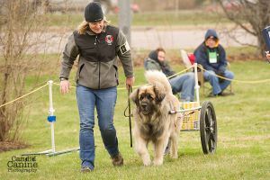 Photo of Dr. Kristin Bloink and one of her Leonbergers competing in drafting.