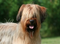 Briard