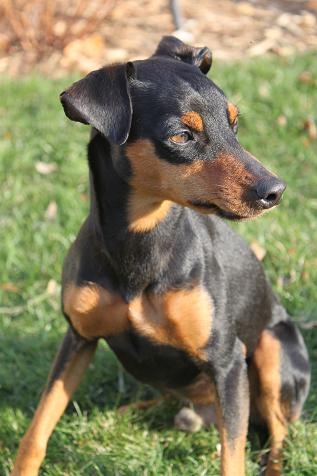 Bruiser - mini pinč