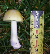 Death Cap Mushroom