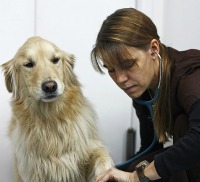 Dog gets vital signs checked