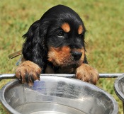 English Cocker Spaniel Puppy at Water Bowl