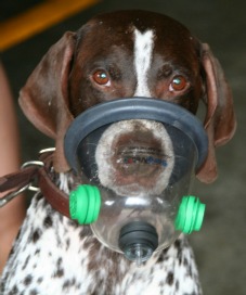 dog with oxygen mask 