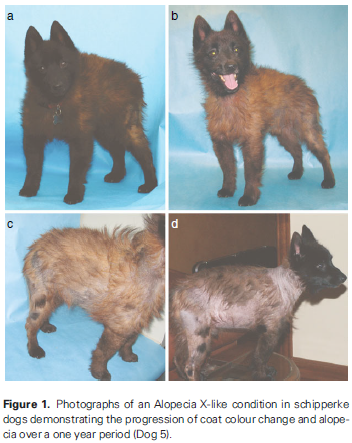 Four photos of Schipperke affected with Alopecia X-like disorder.