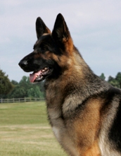 German Shepherd Dog