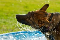 German Shepherd Shaking Off Water