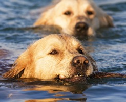 Golden Retrievers Swimming