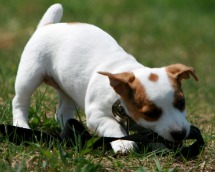 Jack Russell Terrier Puppy