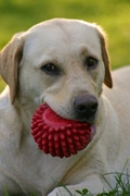 Labrador Retriever with Ball