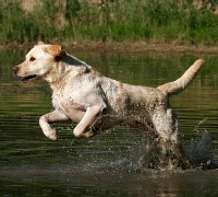 Yellow Lab Running in Water