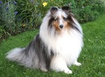 Merle Sheltie