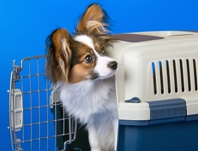 Papillion in Crate