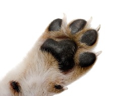 Dog Paw