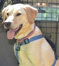 Yellow Lab Safely Restrained in Car