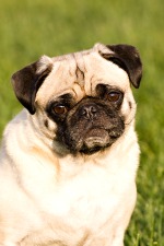 Pug Dog