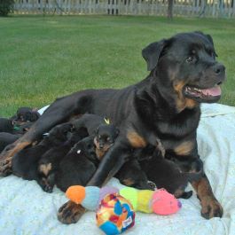 Photo of a Rottweilier outside nursing a litter of puppies.