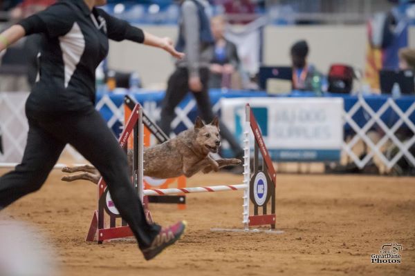 Photo of Skoal jumping with his handler's direction