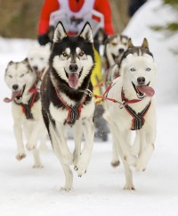 Sled Dogs