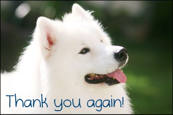 American Eskimo Dog with text Thank you again!