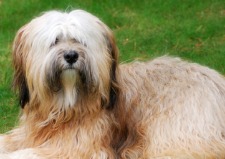 Tibetan Terrier