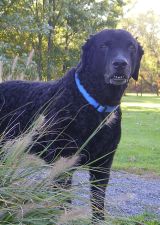Curly-Coated Retriever Toby