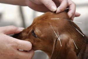 Dog Receiving Acupuncture