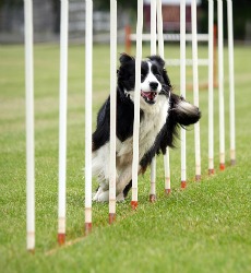 border-collie-agility