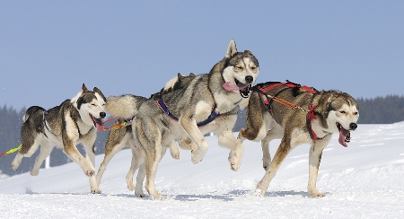 Sledding Dogs