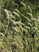 Canadian Rye Grass