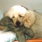 Poodle named I'm a Good Joe, CD