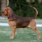 Bloodhound named Knotty
