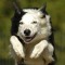 Luke the Border Terrier jumping in agility