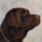 Maysie a chocolate Labrador Retriever