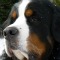 Bernese Mountain Dog named Nicky