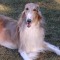 Borzoi namd Pierce