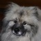 Vinnie a Keeshond