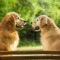 Two Golden Retrievers named Pete and Star