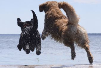 Photo of 2 dogs jumping off a dock