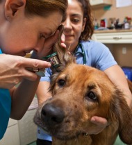 Dog getting an ear exam from a vet