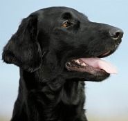 flat-coated retriever