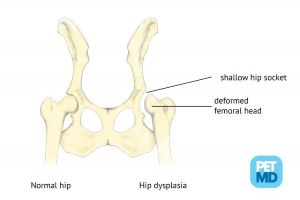 Illustration of canine hip dysplasia