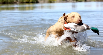 Yellow Lab Retrieving a Duck