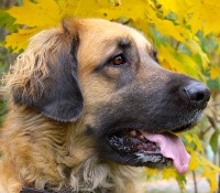 Leonberger