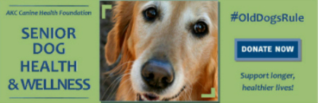 article header for senior dogs