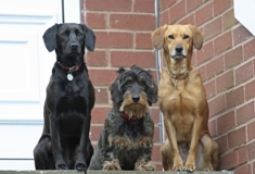 3 Dogs Sitting