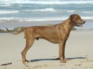 Rhodesian Ridgeback Stacked